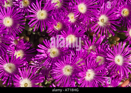 Tété ou angulaire tété Carpobrotus glaucescens fleurs côte du Lac Grace Australie Occidentale Octobre Banque D'Images