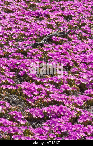 Tété Carpobrotus glaucescens (angulaire) fleurs côte du Lac Grace Australie Occidentale Octobre Banque D'Images