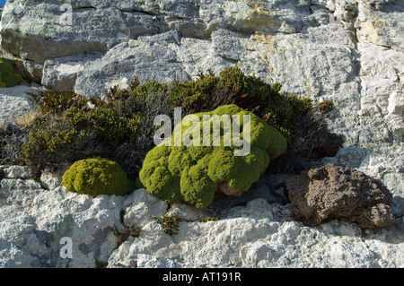 Balsam Bog Bolax gummifera Lichens et Diddle dee Empetrum rubrum poussent sur la roche de quartzite explosées Gipsy Point Cove Falkland Banque D'Images