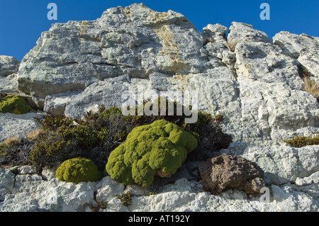 Balsam Bog Bolax gummifera Lichens et Diddle dee Empetrum rubrum poussent sur la roche de quartzite explosées Gipsy Point Cove Falkland Banque D'Images