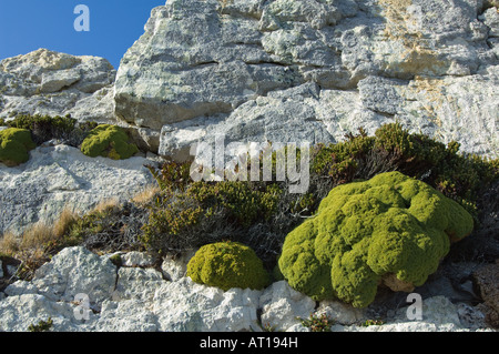 Balsam Bog Bolax gummifera Lichens et Diddle dee Empetrum rubrum poussent sur la roche de quartzite explosées Gipsy Point Cove Falkland Banque D'Images