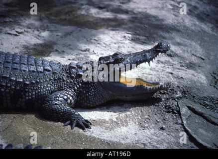 Un Crocodile au soleil Banque D'Images