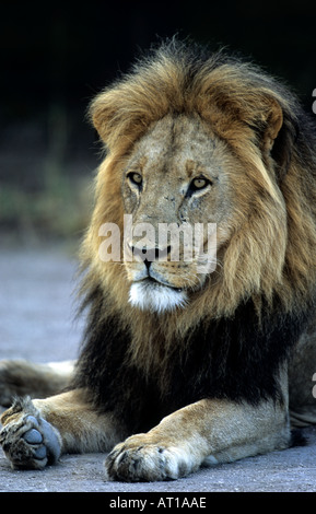 La crinière d'un Lion Noir Afrique Botswana Kalahari Banque D'Images