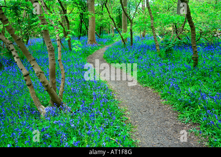 Wild Bluebell Printemps fleurs Hyacinthoides non scripta dans un décor boisé Cambridgeshire England Angleterre UK Banque D'Images