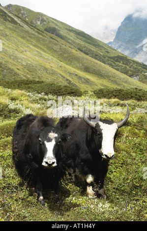 Les Yaks, Bos grunniens mutus (dans Uttradhand Uttrachal) (Inde). Banque D'Images