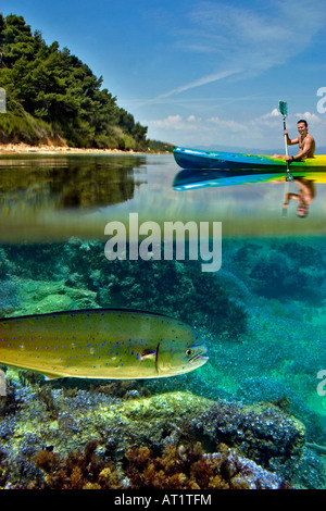 Pagayer à Kassandra Halkidiki Greece, dorado nager sous l'eau Banque D'Images