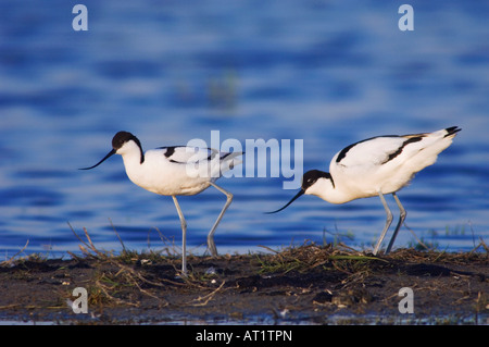 Avocette Recurvirostra avosetta paire à Parc national du lac de Neusiedl nid Burgenland Autriche Avril 2007 Banque D'Images