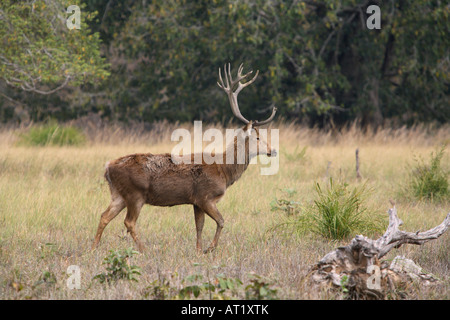 Barasingha, Cervus duvauceli branderi, au Parc National de Kanha, Madhya Pradesh, Inde. Banque D'Images