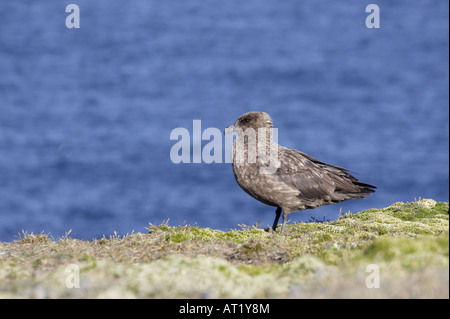 Brown Skua nouvelle île Falkland Banque D'Images