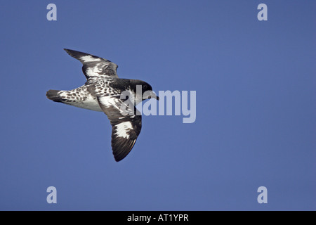 Cape Petrel en vol Banque D'Images