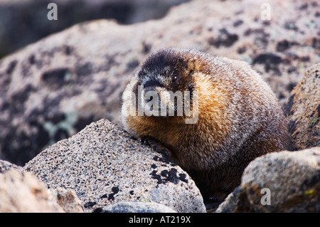 Yellow-bellied Marmot Marmota flaviventris adulte sur boulder rock Rocky Mountain National Park Colorado USA Juin 2007 Banque D'Images