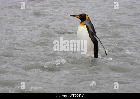 King Penguin Géorgie du Sud Banque D'Images