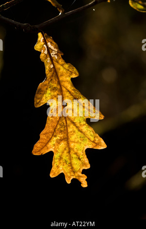 Chêne Quercus rober autumnal rétroéclairé feuille de chêne Banque D'Images
