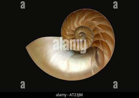 Nautilus pompilius de Shell, fossile vivant mollusques Banque D'Images