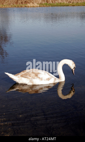 Cygne muet cygnet natation sur un lac. Banque D'Images