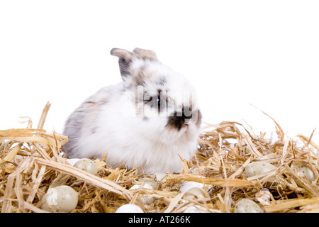 Petit lapin de pâques assises sur des entouré par des oeufs Banque D'Images