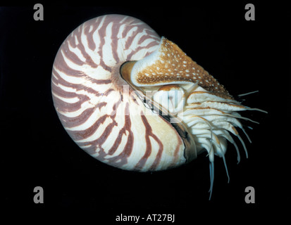 Nautilus pompilius, fossile vivant mollusques Banque D'Images