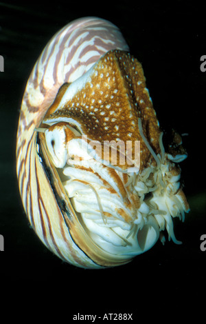 Nautilus pompilius, fossile vivant mollusques Banque D'Images