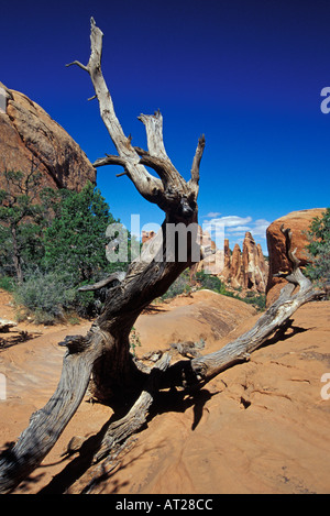 Vieille racine d'arbre le long Devil s Garden Trail dans Arches National Park Utah Banque D'Images