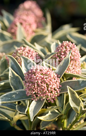 Skimmia japonica 'Magic marlot' Banque D'Images