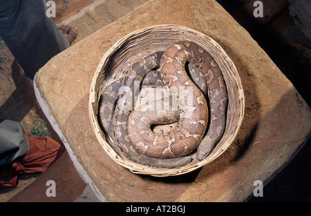 Sable commun BOA. Gongylophis conicus non venimeux. Garder à Panier pour afficher par Kalbeliya charmeurs de Madhya Pradesh, Inde Banque D'Images