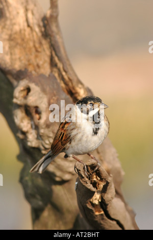 Emberiza schoeniclus Reed United Kingdom Banque D'Images