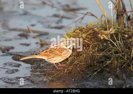 Emberiza schoeniclus Reed se nourrir dans la lumière du soir United Kingdom Banque D'Images