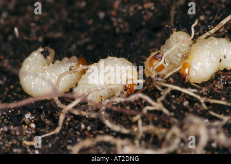 Larve de charançon de la vigne Otiorhynchus sulcatus Banque D'Images