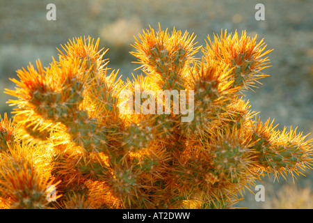 Cholla cactus au coucher du soleil, Humbolt - Toiyabe National Forest, Nevada Banque D'Images