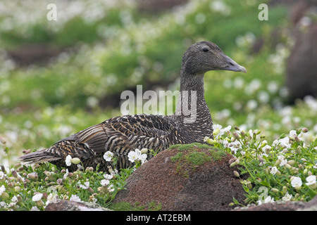 Eider à duvet Somateria mollissima femme Isle de mai Firth of Forth en Écosse Banque D'Images