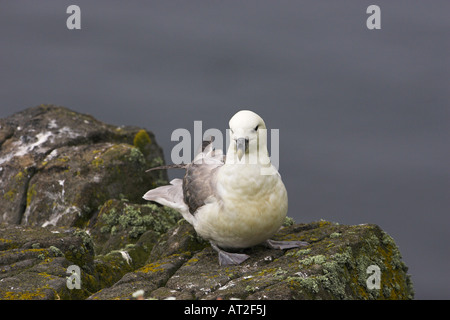 Le fulmar boréal (Fulmarus glacialis) Île de mai Firth of Forth en Écosse Banque D'Images