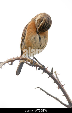 SAXICOLA TORQUATA STONECHAT FEMELLE PERCHER SUR BRAMBLE se lisser Banque D'Images