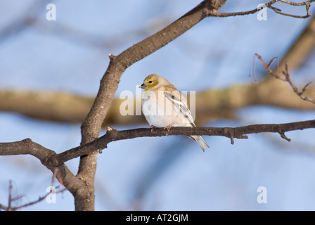 American Gold finch Banque D'Images