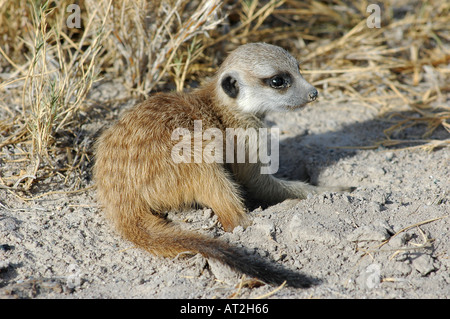 Bébé solitaire Meerkat tôt le matin à la recherche de nourriture Banque D'Images