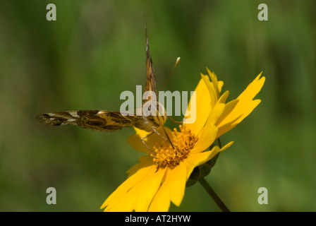 Papillon belle dame américaine sur le Coreopsis Blossom Banque D'Images