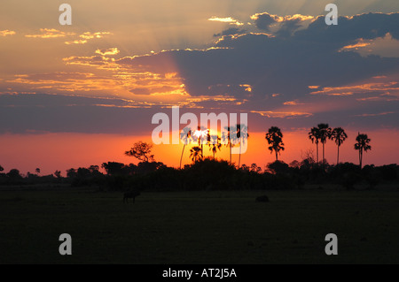 Palmiers au coucher du soleil à Tubu tree safari camp en Afrique du Sud Botswana Delta de l'Okavango Banque D'Images