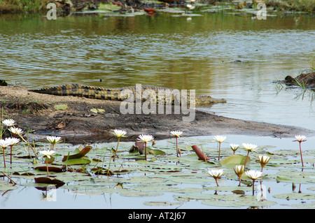 Crocodile du Nil Crocodylus niloticus sur bord de rivière à Tubu tree safari camp en Afrique du Sud Botswana Delta de l'Okavango Banque D'Images