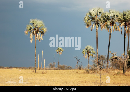 Coucher de soleil sur les palmiers dans Makgadikgadi dans le désert du Kalahari, botswana afrique du sud Banque D'Images