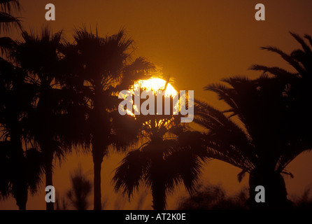 Le soleil se couche derrière un bosquet de palmiers dans l'Indo California USA Banque D'Images