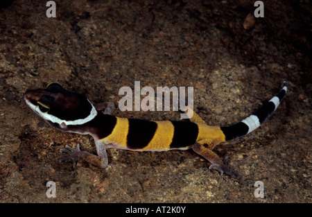 GECKO LÉOPARD juvénile, Eublepharis macularius Bhopal, Madhya Pradesh, Inde. Banque D'Images