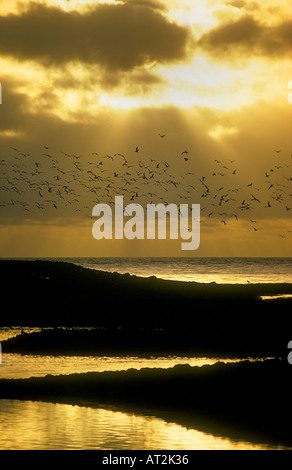 A Flock of seagulls décolle dans l'été, soleil de minuit en Islande Reykjavik Banque D'Images