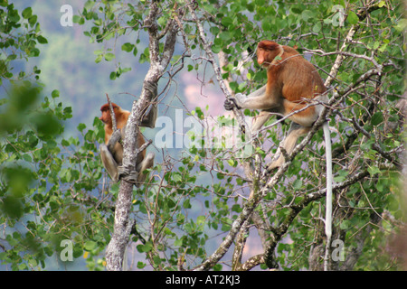 Singes Nasiques en voie de disparition dans les mangroves de Telok Assam dans Parc national de Bako, Sarawak, Bornéo, Malaisie Banque D'Images