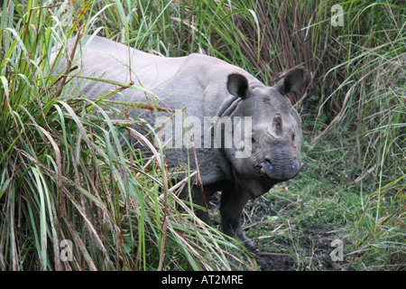 Un iguane rhinocéros indien se cacher derrière l'herbe d'éléphant sur l'île de Bandarjhola en parc national Royal de Chitwan, Népal Banque D'Images