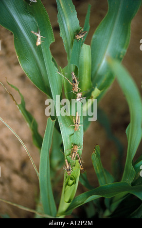 Migrateurs criquet criquet migrateur Locusta migratoria Wanderheuschrecke swarm alimentation animaux Arthropodes Arthropodes bush cricke Banque D'Images