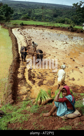 Rizières, zone thoseghar, Maharashtra, Inde Banque D'Images