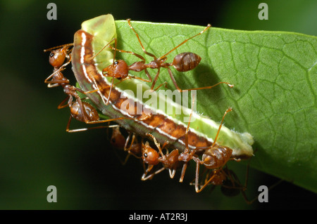 Caterpillar d'être eu tendance par les fourmis tisserandes (Oecophylla smaragdina) sur Koh Yao Island, dans les îles Andaman, Krabi, Thaïlande Banque D'Images