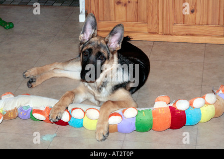 Chiot berger allemand âgé de 5 mois à jouer avec l'Alphabet Caterpillar toy- Canis lupus domesticus- Famille des canidés Banque D'Images