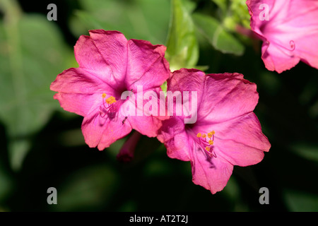 4-'O Réveil/fleurs merveille de Peru-Mirabilis jalapa-Famille Nyctaginaceae Banque D'Images