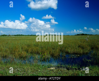 Alligator Alligator mississipiensis soleil adultes dans le parc national des Everglades en Floride USA Dezember 1998 Banque D'Images