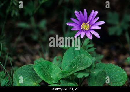 Anémone des Apennins Anemone apennina blooming île grecque de Samos Grèce Avril 1994 Banque D'Images